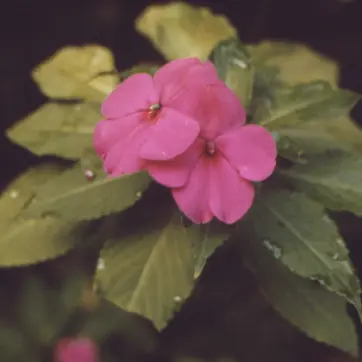 Flora of Akaka Falls State Park